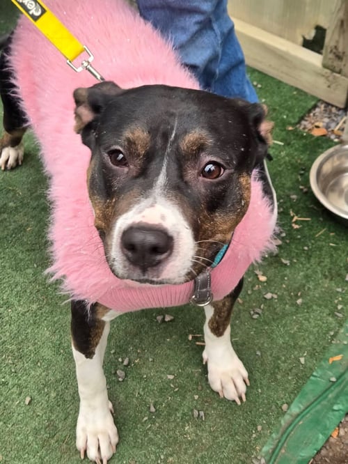 SADIE - Terrier available for adoption