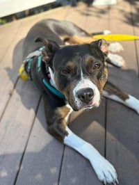 SADIE - Photo 4