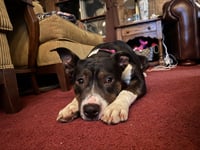 SADIE - Photo 7