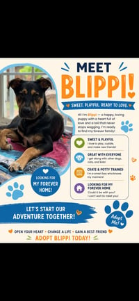 BLIPPI - Photo 3