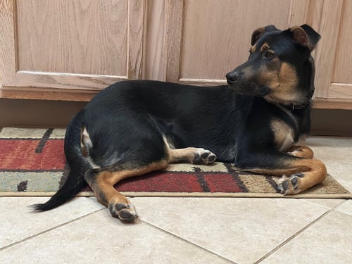 BLIPPI - Unknown available for adoption