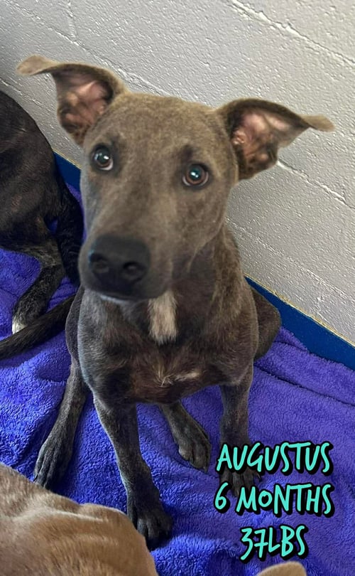 AUGUSTUS