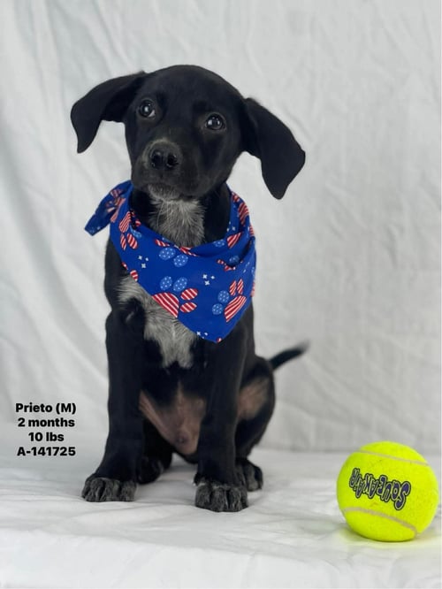 PINTO AKA PRIETO - Unknown available for adoption