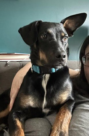 RALPHIE RAMON - Unknown available for adoption