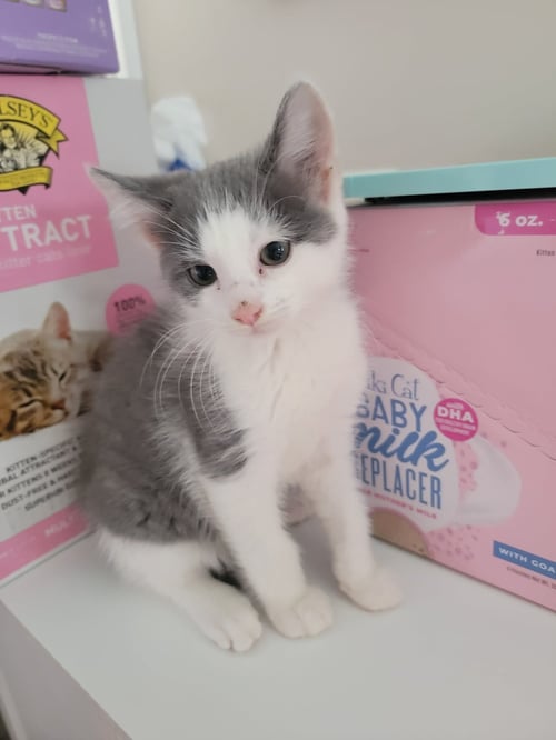 ZACHARIAH - Domestic Short Hair available for adoption