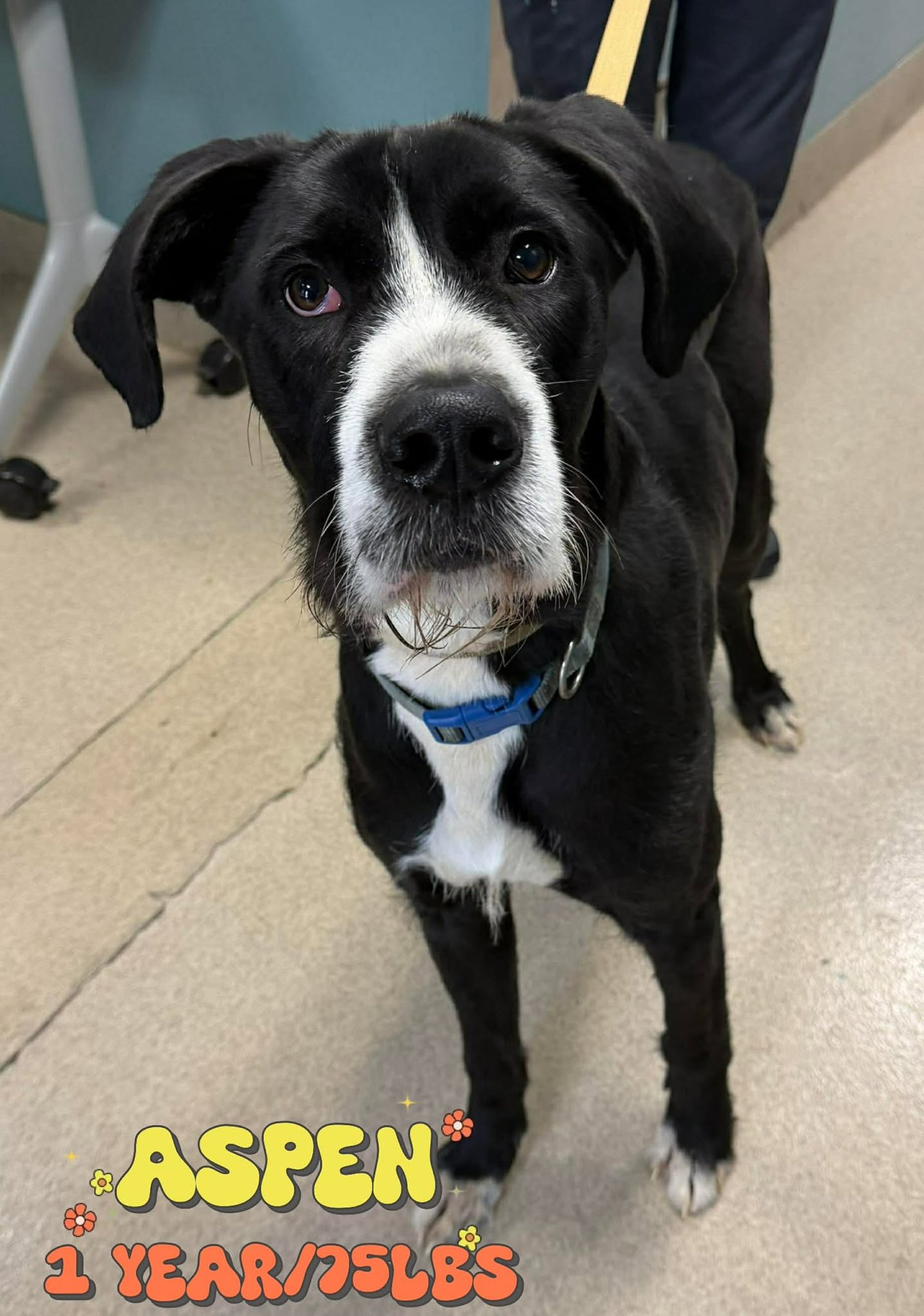 ASPEN - Great Dane available for adoption