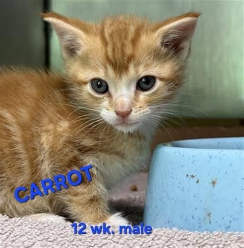 CARROT