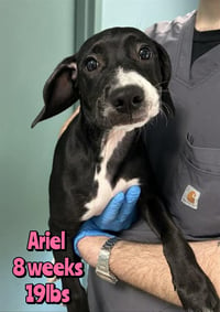 ARIEL - Photo 1