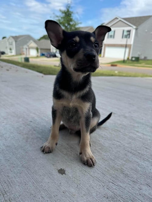 RASCAL - Chihuahua available for adoption