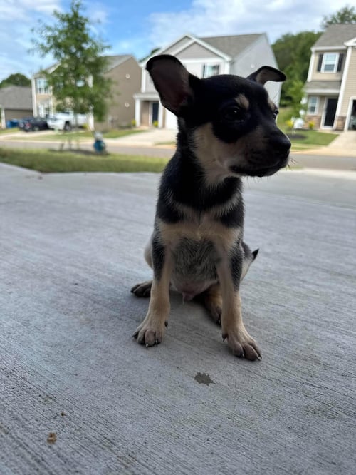 RASCAL - Chihuahua available for adoption