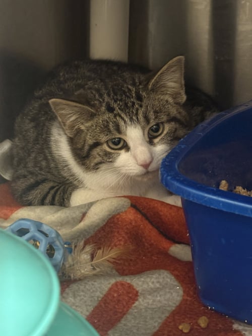 MIKO - Domestic Short Hair available for adoption
