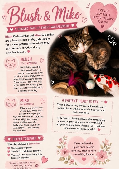 MIKO - Domestic Short Hair available for adoption