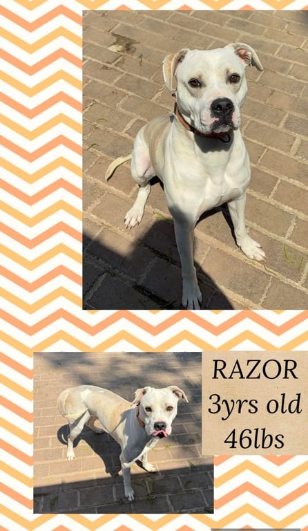 RAZOR Image