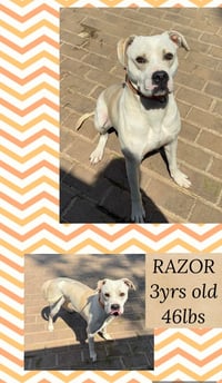 RAZOR - Photo 1