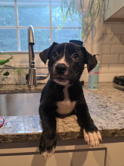SHY - Unknown available for adoption