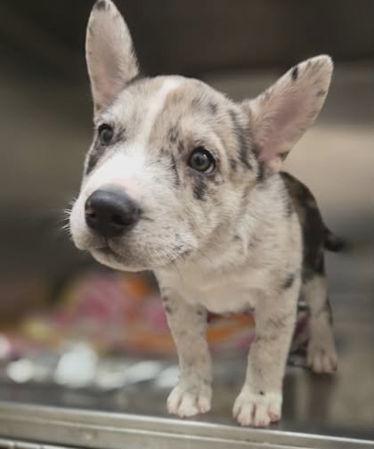 AIKO - Australian Cattle Dog/Blue Heeler available for adoption