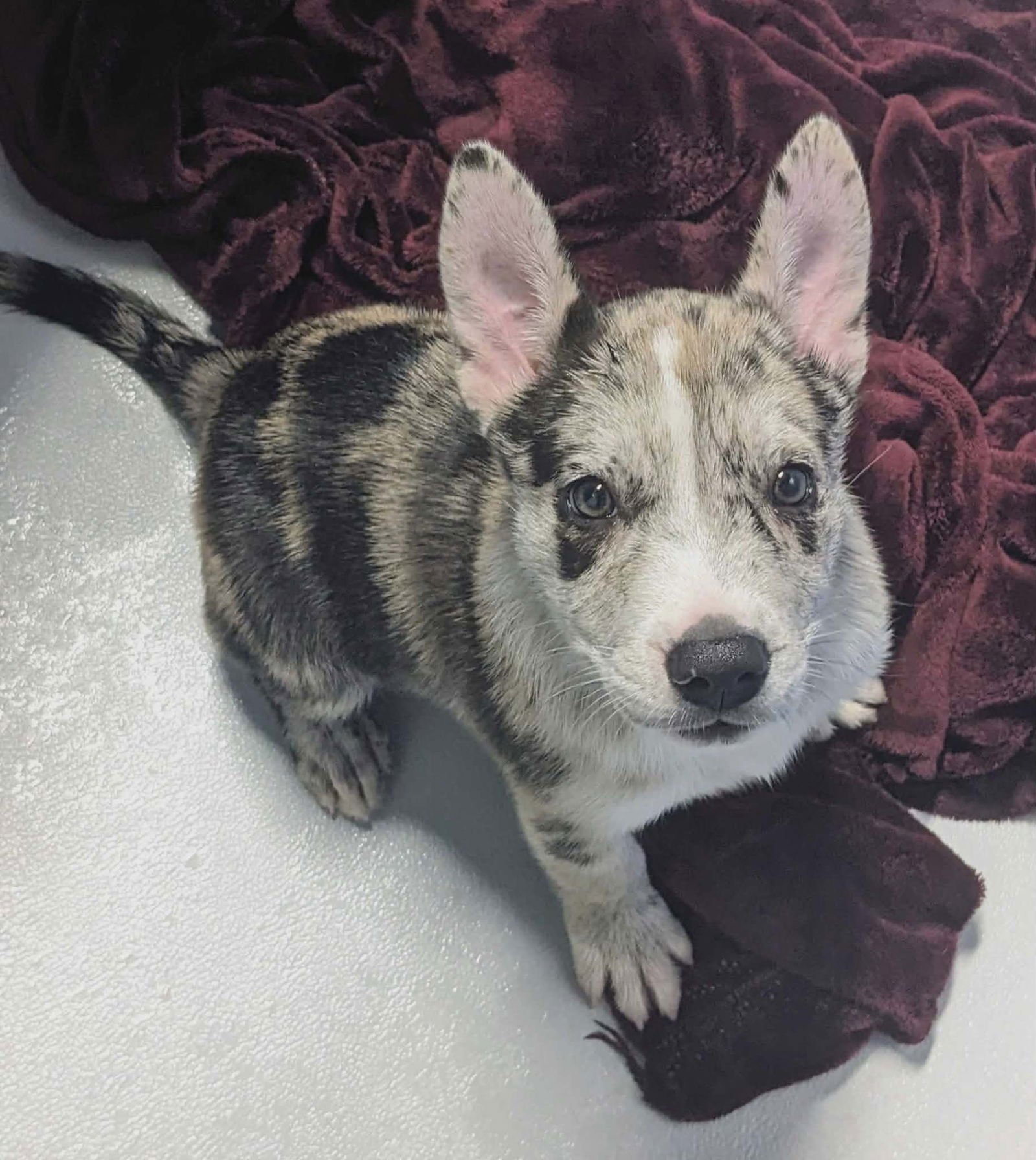 AIKO - Australian Cattle Dog/Blue Heeler available for adoption