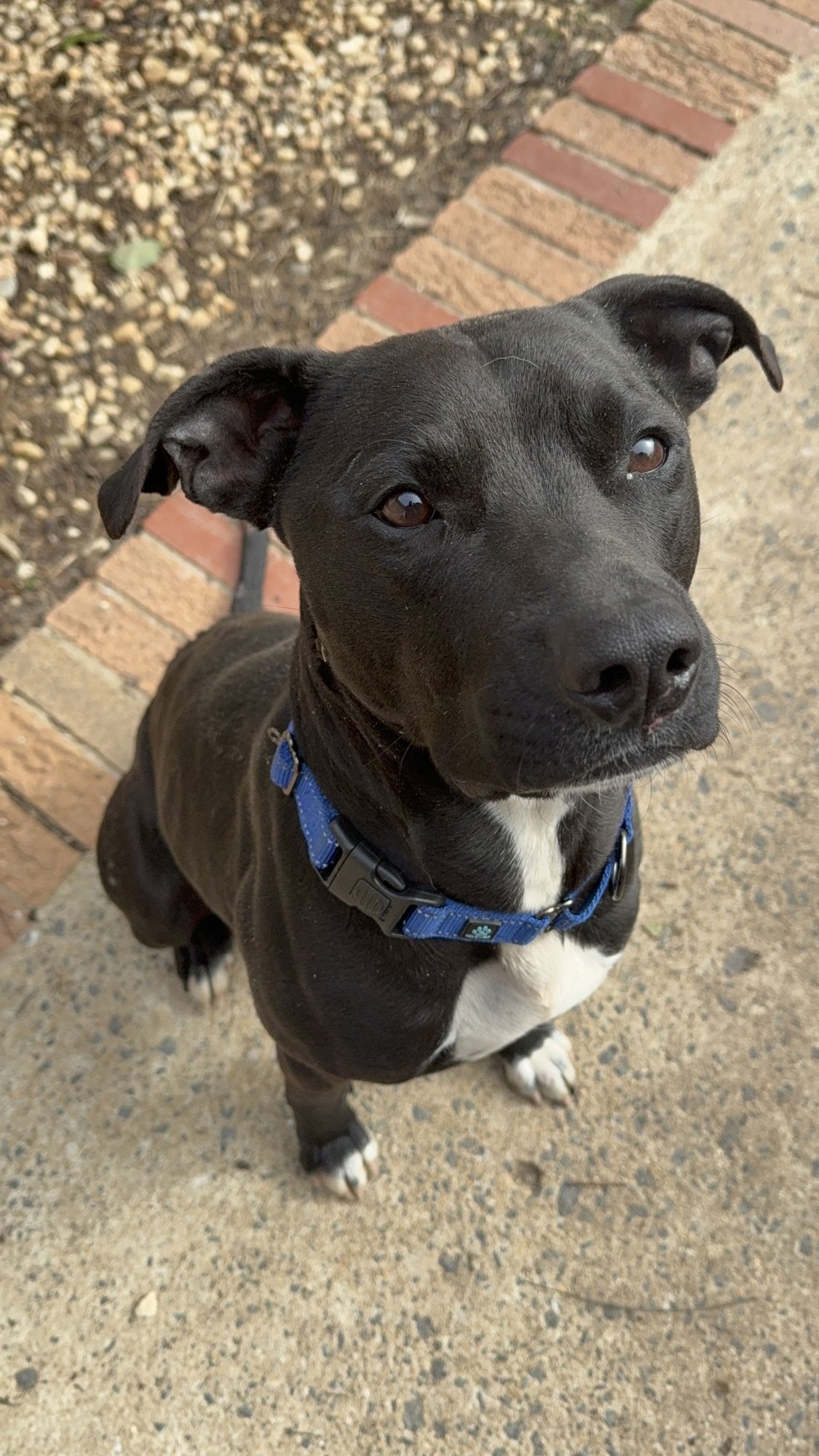 BOBBY - Terrier available for adoption