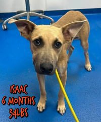 ISAAC - Photo 1