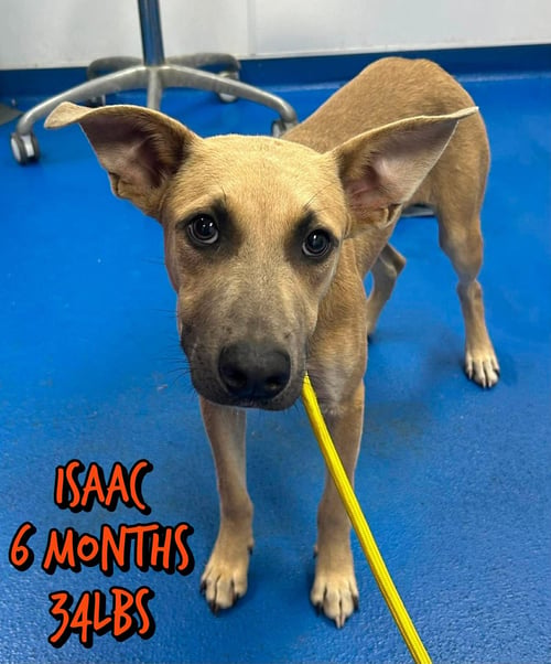 ISAAC - Shepherd available for adoption