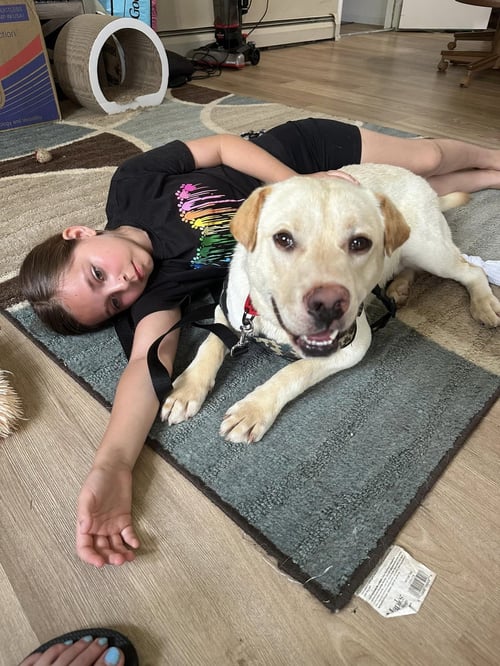 FINNLYN - Labrador Retriever available for adoption
