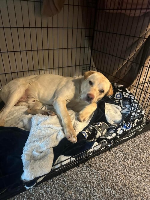 FINNLYN - Labrador Retriever available for adoption