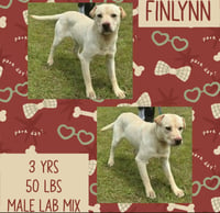 FINNLYN - Photo 5