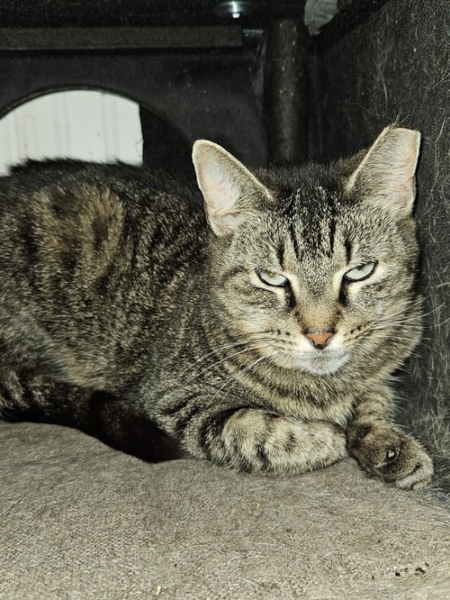 PHOENIX - Domestic Short Hair available for adoption