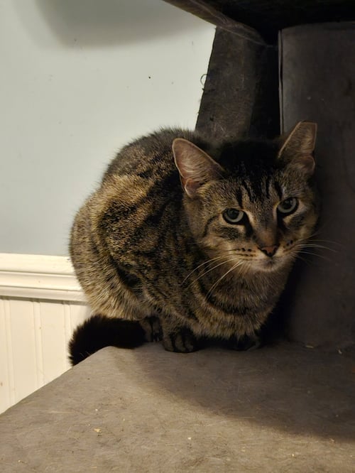 PHOENIX - Domestic Short Hair available for adoption
