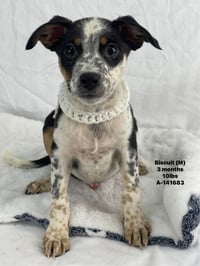 BISCUIT - PUP - Photo 1