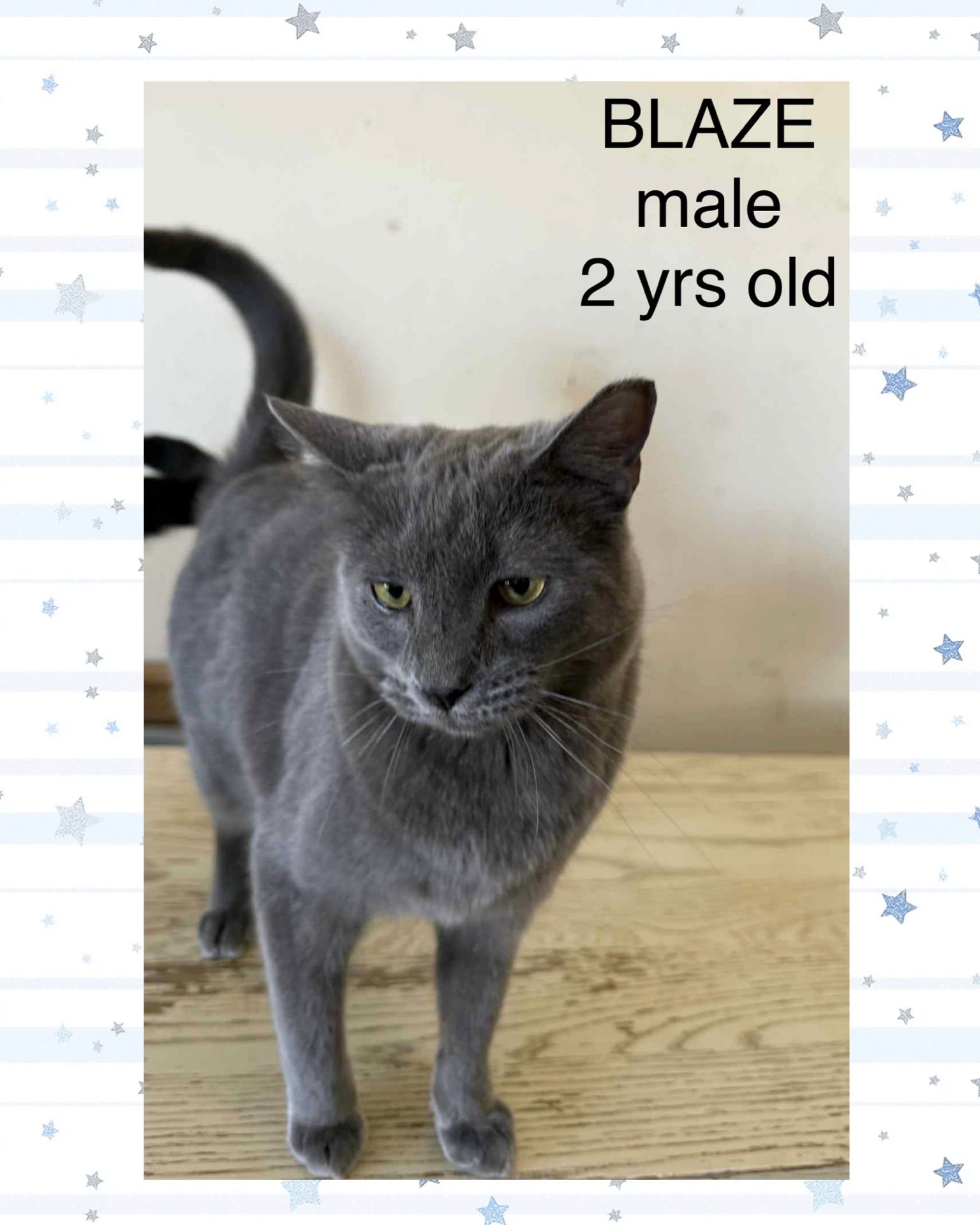 BLAZE - Domestic Short Hair available for adoption