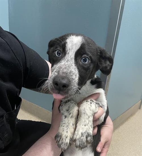 TILLY - Pointer available for adoption