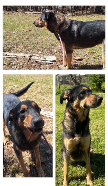 TRU - Shepherd available for adoption