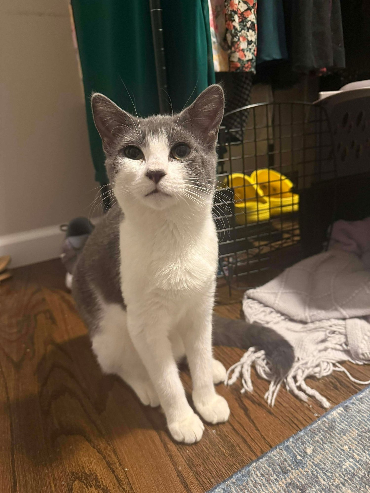 SUGAR - Domestic Short Hair available for adoption