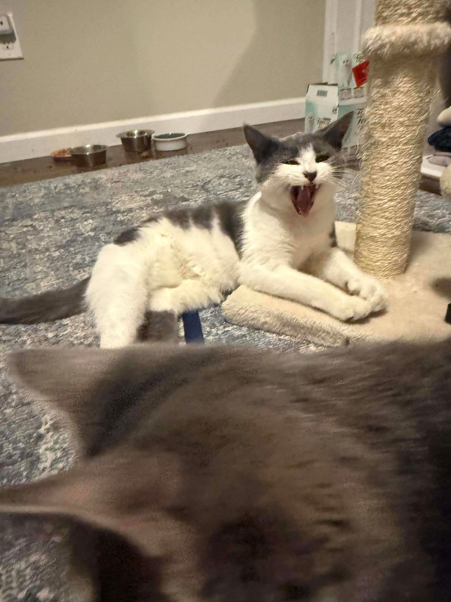 SUGAR - Domestic Short Hair available for adoption