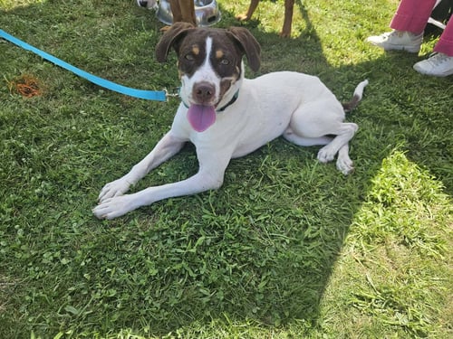 JAKE - Pointer available for adoption