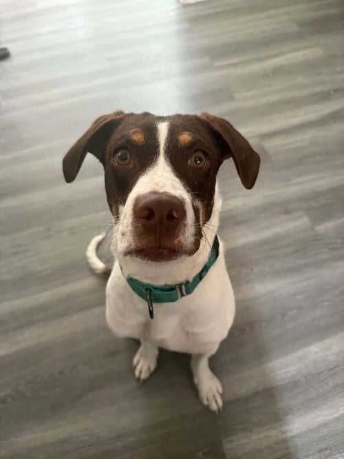 JAKE - Pointer available for adoption