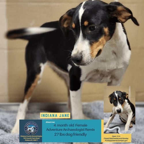 INDIANA JANE - Hound available for adoption