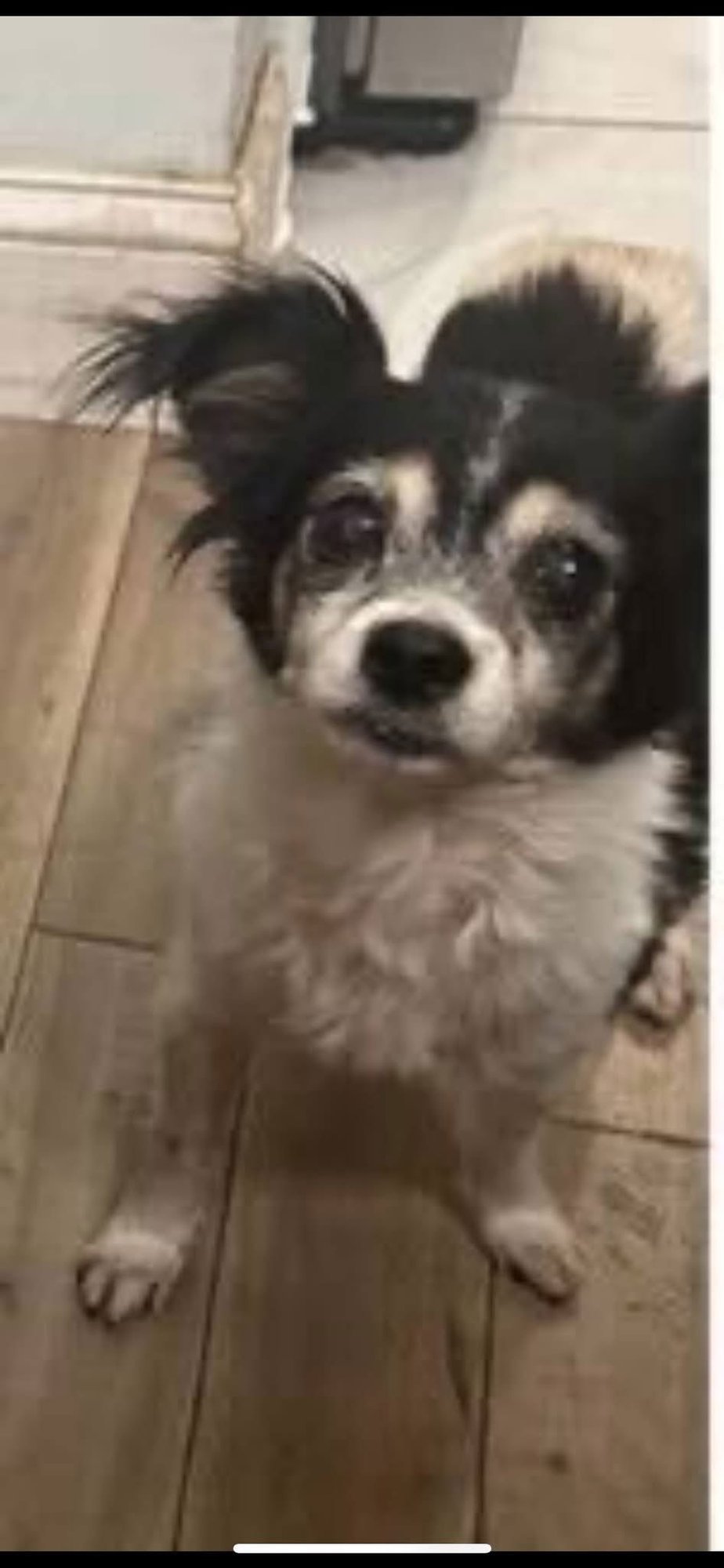 RENEE - Chihuahua available for adoption