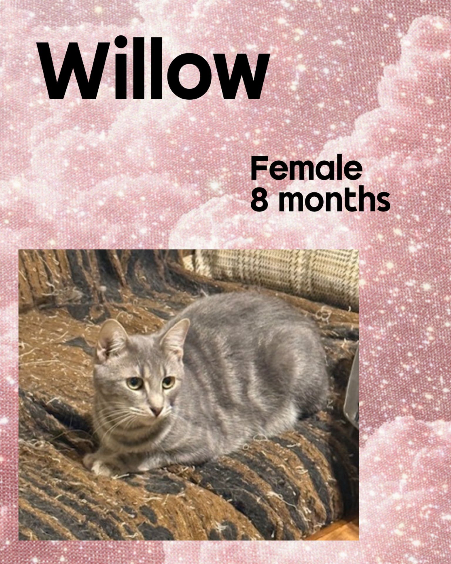 WILLOW - Domestic Short Hair available for adoption