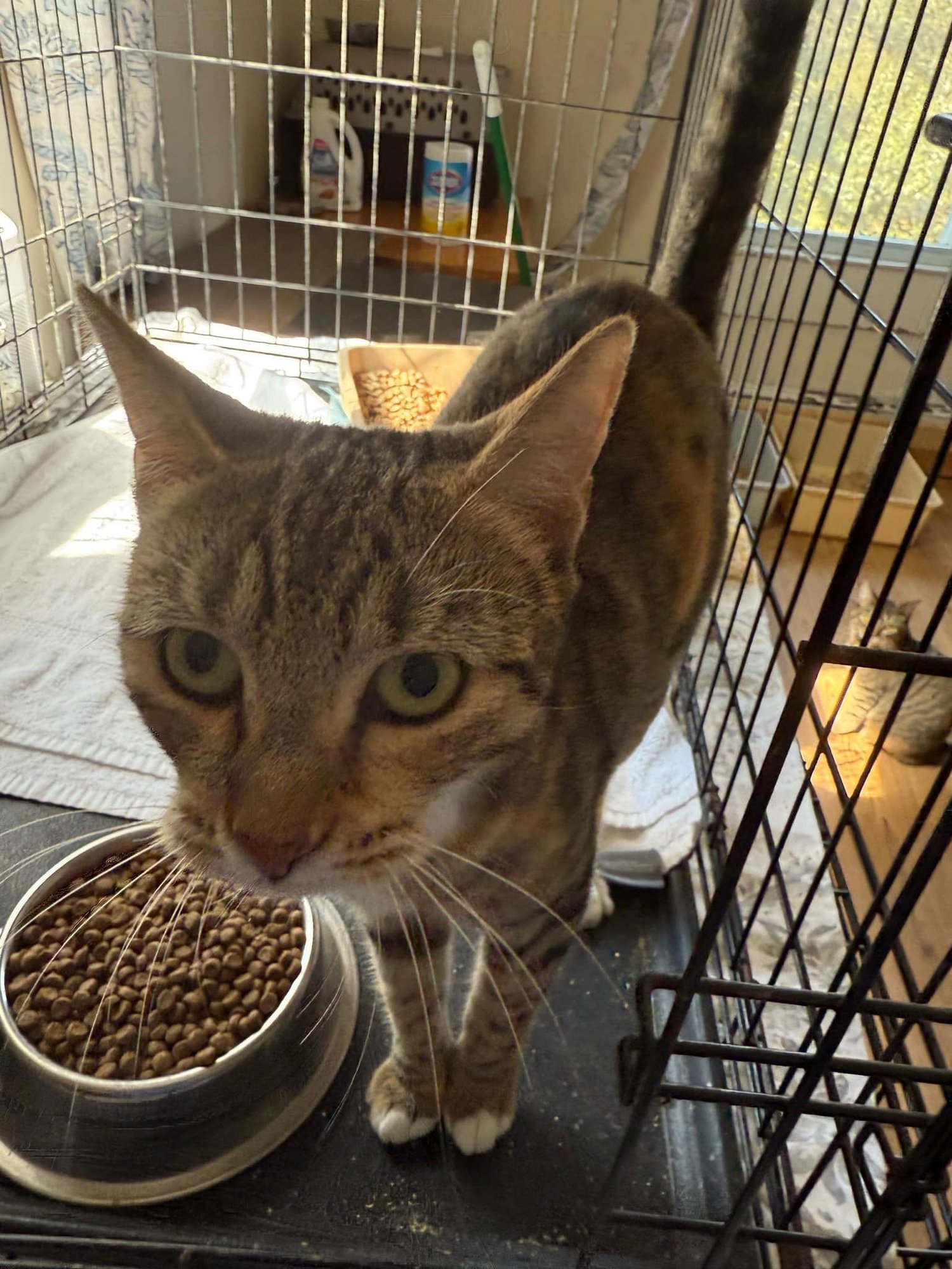 MYSTERY - Domestic Short Hair available for adoption