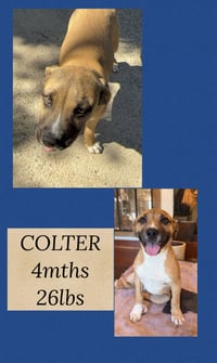 COLTER - Photo 1