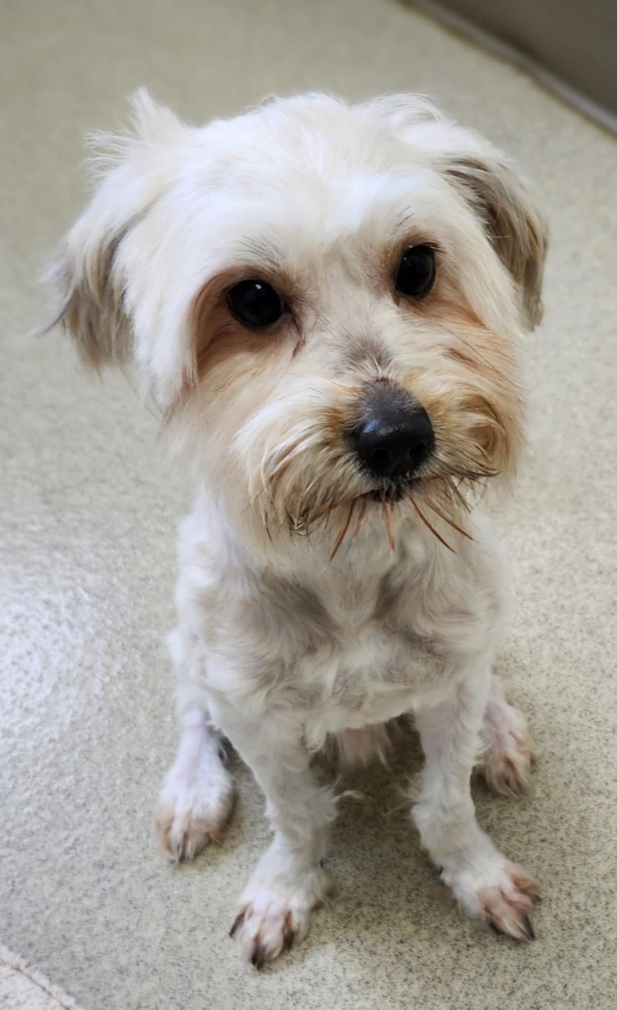 MAX - Unknown available for adoption