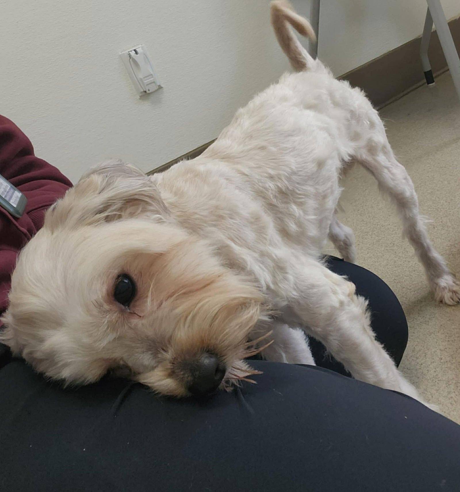 MAX - Unknown available for adoption