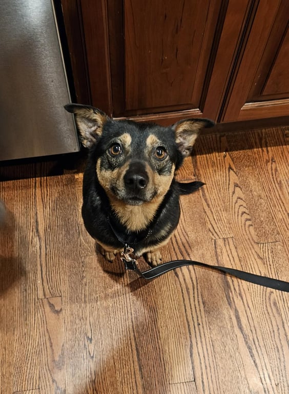 CHICO Image