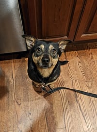CHICO - Photo 1
