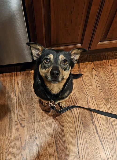 CHICO - Miniature Pinscher available for adoption