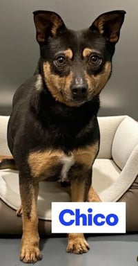 CHICO - Photo 4