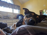 CHICO - Photo 3