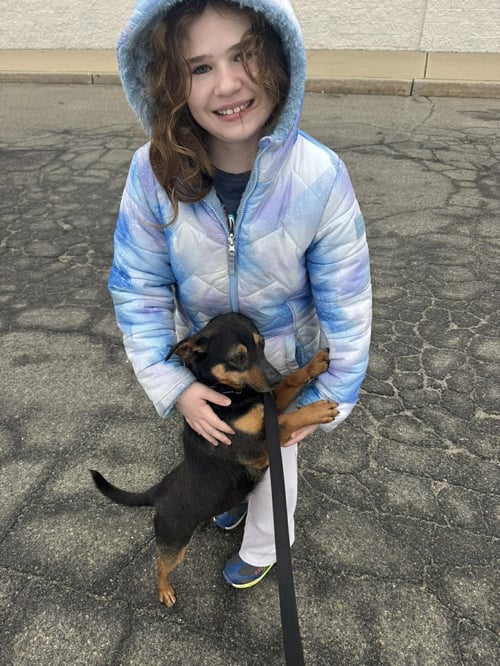 CHICO - Miniature Pinscher available for adoption